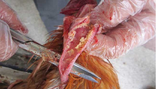 中国·9888拉斯维加斯(股份)有限公司-官方网站