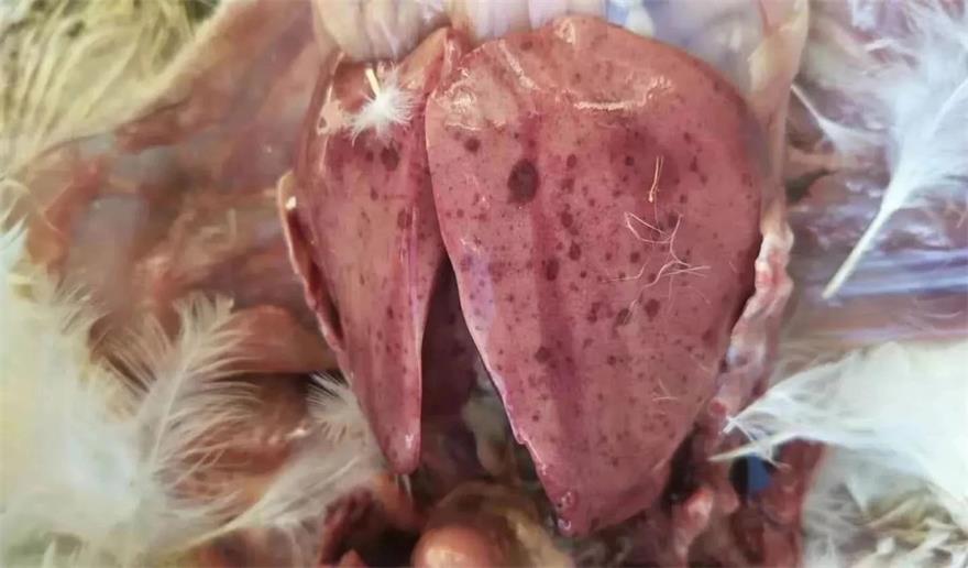 中国·9888拉斯维加斯(股份)有限公司-官方网站